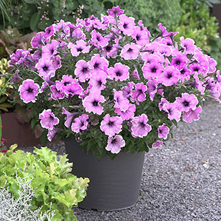 Petunia 'Famous Lavender Blush'