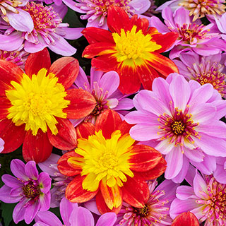 Dahlia 'Dalina Maxi' Collection