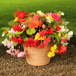 Begonia 'Trail Blazer'