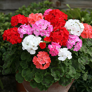 Upright Zonal Geranium 'Parade' Mix