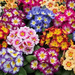 Primrose 'Bonelli' Bicolour Mix