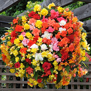 Begonia Super Cascade