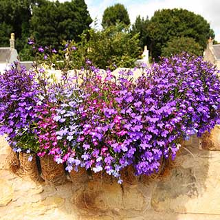 Lobelia 'Trail Away Mix'