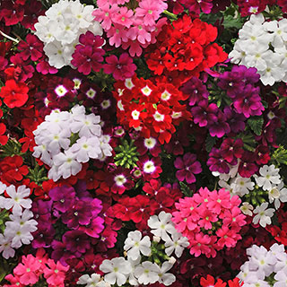 Verbena 'Quartz' Mix