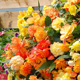 Begonia 'Apricot Fiery Shades' - New Improved
