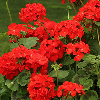Geranium 'Fire Queen'