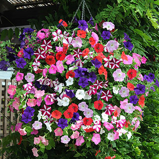 Petunia 'Easy Wave' Ultimate Mix