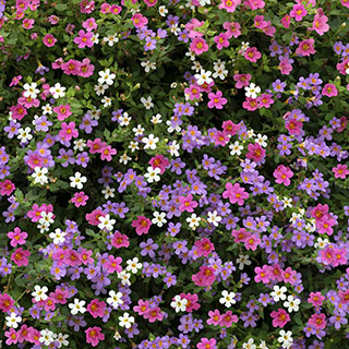 Bacopa 'Topia' Mix