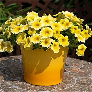 Petunia 'Caliburst Petchoa Yellow'