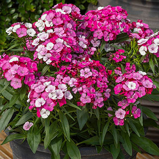 Sweet William 'Dart Pink Magician'