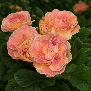 Primrose Double 'Pom Pom Mandarin'