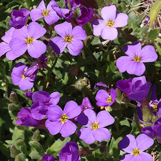 Aubrieta 'Florado Blue Eye'