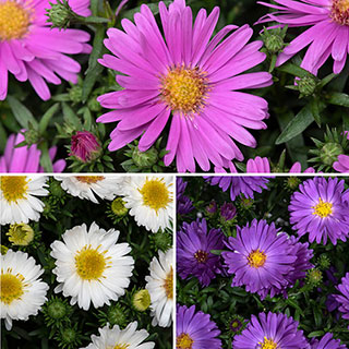 Aster 'Alpha' Mix