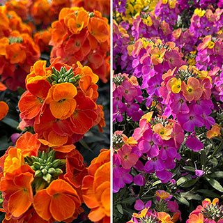 Erysimum Leya Collection
