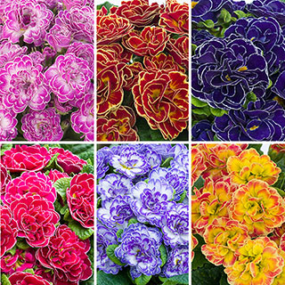 Primula 'Belarina' Mixed