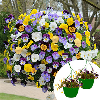 Pre-Planted 'Pansy Cool Wave' Hanging Baskets