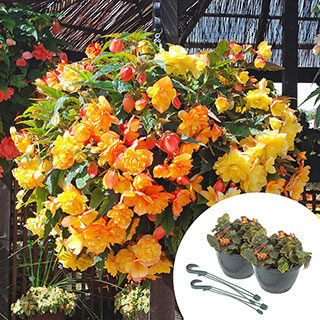 Pre-Planted Begonia 'Apricot Fiery Shades' Hanging Baskets
