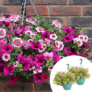 Pre-Planted 'Eton Mess' Hanging Baskets