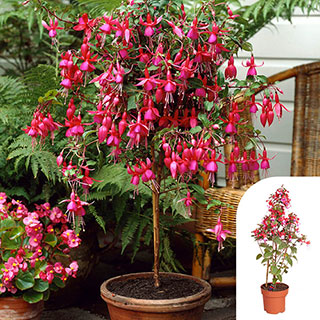 Flowering Fuchsia Pyramid