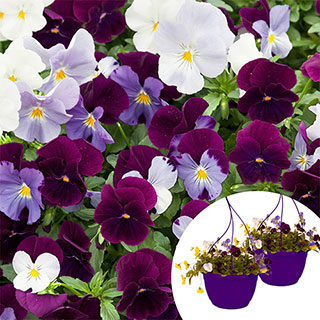 'Cool Wave Berries & Cream' Pre-Planted Baskets