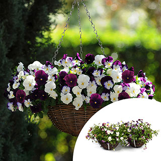 Premium Pre-Planted 'Cool Wave Berries & Cream' Rattan Baskets