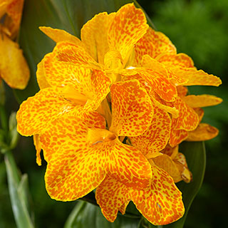 Canna Lily Cannova 'Orchid'