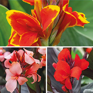 Canna Lily 'Cannova' Collection