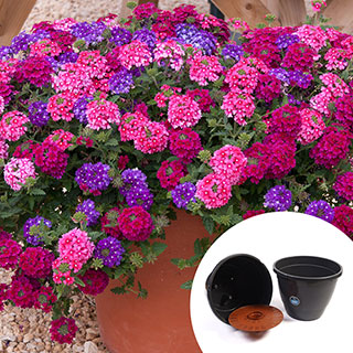 Pre-Planted 'Trixi Wild Berries' Patio Pots