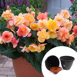 Pre-Planted Begonia 'Sunshine Shades' Patio Pots