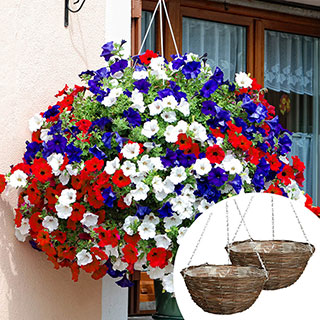 Pre-Planted Petunia 'Patriotic' Mix Rattan Hanging Baskets