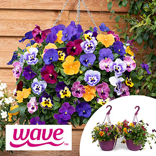 Pre-Planted Pansy 'Top Wave' Hanging Baskets