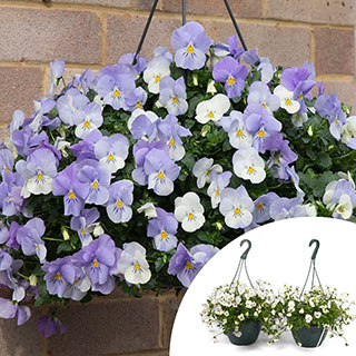 Pre-Planted Pansy 'Cool Wave Frost' Hanging Baskets