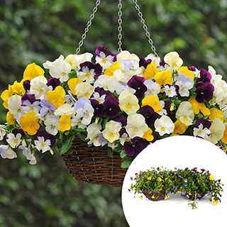 Pair of Pre-Planted Pansy 'Fragrant Waterfall' Hanging Baskets
