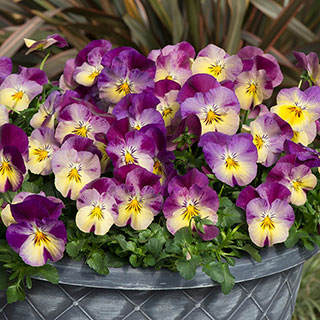 Pansy 'Cool Wave Raspberry Swirl'
