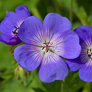 Geranium 'Rozanne'