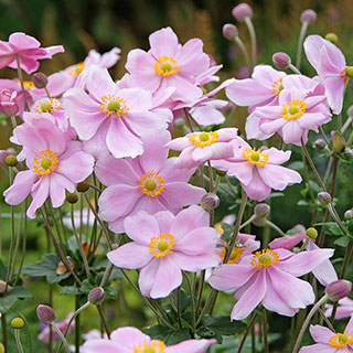 Japanese Anemone 'Queen Charlotte'