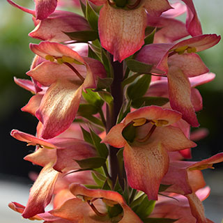 Foxglove Digitalis 'Illumination Flame'