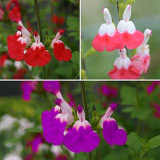 Salvia 'Lips' Collection