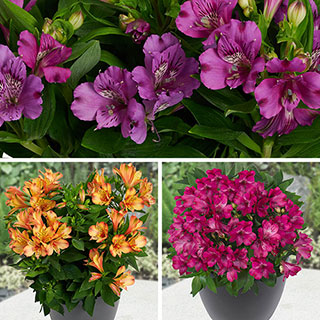 Alstroemeria Summer Collection