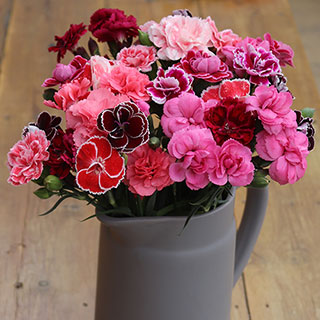 Dianthus Garden Pleasure