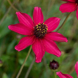 Cosmos 'Cherry Chocolate'