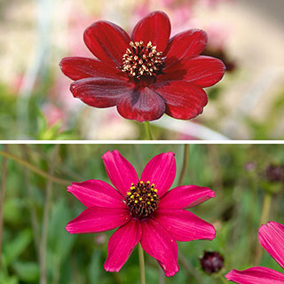Cosmos 'Chocolate' Collection