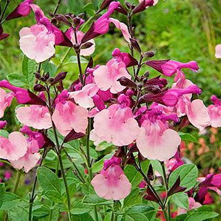 Salvia 'Peach Melba'