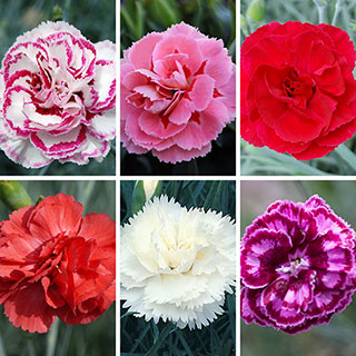 Cottage Garden Devon Pinks Collection