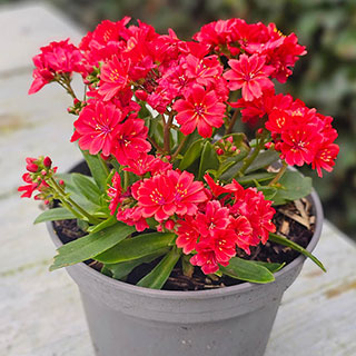 Lewisia cotyledon 'Sunset Glow'