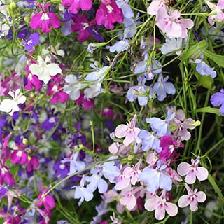 Lobelia 'Trail Away' 40 x Pro Plugs