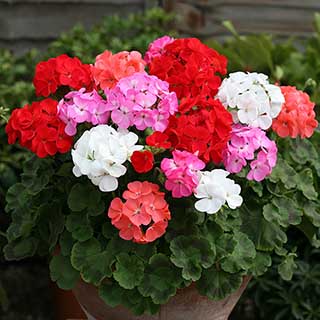 Upright Zonal Geranium 'Parade' Mix