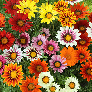 Gazania 'Sunrise' Mix