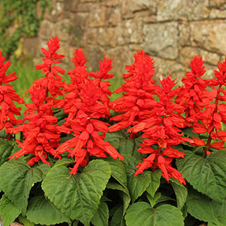 Salvia 'Desert Fire'