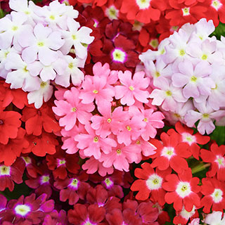 Verbena 'Glory Days'